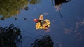 Autumn fall season colorful golden vibrant maple leaves floating in the water in Massachusetts, New England Royalty Free Stock Photo