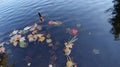 Autumn fall season colorful golden vibrant maple leaves floating in the water in Massachusetts, New England Royalty Free Stock Photo