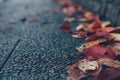 Autumn fall season dried leaf drop on the ground