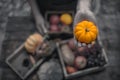 Autumn and Fall season. Harvest cornucopia and Thanksgiving day concept Royalty Free Stock Photo