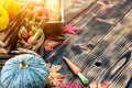 Autumn and Fall season. Harvest cornucopia and Thanksgiving day concept Royalty Free Stock Photo