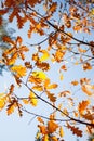 Autumn fall season landscape. Oak tree leaves sky, Falling leaves in sunny lights natural background, banner, flyer, bright Royalty Free Stock Photo