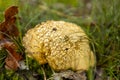 Autumn fall season mushroom concept. Royalty Free Stock Photo