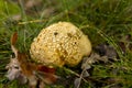 Autumn fall season mushroom concept. Royalty Free Stock Photo