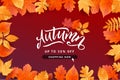 Autumn Fall Season Sale Banner. Colorful fall leaves and advertising discount text. Vector background design