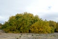 Autumn or fall seasonal Box Elder tree, Acer Negundo in the aceraceae family green and yellow foliage