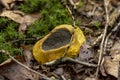 Autumn fall seasonal concept with mushroom Royalty Free Stock Photo