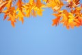 Autumn / Fall Sky Background - Golden leaves Royalty Free Stock Photo