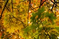 Autumn fall tree in forest with brown branches and yellow orange green leaves in park on a sunny day outdoor background image from Royalty Free Stock Photo