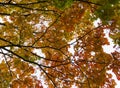 Autumn fall tree in forest with brown branches and yellow orange green leaves in park on a sunny day outdoor background image from Royalty Free Stock Photo