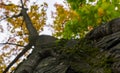 Autumn fall tree in forest with brown branches and yellow orange green leaves in park on a sunny day outdoor background image from Royalty Free Stock Photo