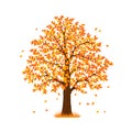 Autumn fall tree Royalty Free Stock Photo