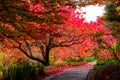 Autumn fall tree leaves beside pathway at Mt Tomah botanical gardens, Blue Mountains, Australia