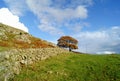 Autumn/fall tree in scottish landscape Royalty Free Stock Photo