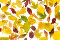 Autumn fall various colored leaves background Royalty Free Stock Photo