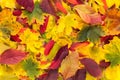 Autumn fall various colored leaves background Royalty Free Stock Photo