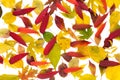 Autumn fall various colored leaves background Royalty Free Stock Photo