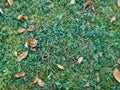 Autumn fall wallpaper of old yellow leaves fallen on the green grass ground in the nature background Royalty Free Stock Photo