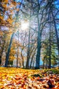 Autumn, fall, before the winter with the sun rise Royalty Free Stock Photo