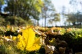 Autumn fall yellow leaves nature background