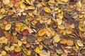 Autumn fall yellow orange red colorful and dry brown leaves background texture Royalty Free Stock Photo