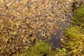 Autumn fall yellow orange red colorful leaves in lake water background texture Royalty Free Stock Photo