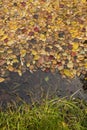 Autumn fall yellow orange red colorful leaves in lake water background texture Royalty Free Stock Photo