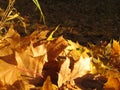Autumn. Fallen bright orange maple leaves