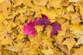 Autumn fallen color leaves