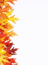 Autumn fallen colored leaves Royalty Free Stock Photo