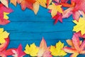 In autumn, the fallen dry leaves of yellow, red, orange color line the perimeter of the frame on an old wooden plank of pale blue Royalty Free Stock Photo