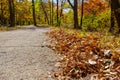 Autumn fallen leaves on an asphalt path in a city park