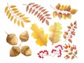 Autumn fallen leaves brown acorn oak fruit watercolor illustration