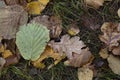 Autumn fallen leaves cover the faded grass Royalty Free Stock Photo