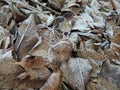 Autumn fallen leaves covered with frost on the ground. frost, the beginning of winter Royalty Free Stock Photo