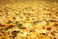 autumn fallen leaves of a elm tree on the ground on the green grass. fall foliage on the land.. Royalty Free Stock Photo