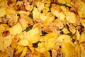 autumn fallen leaves of a elm tree on the ground on the green grass. fall foliage on the land. close up, top view. Royalty Free Stock Photo