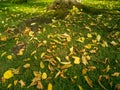 Autumn fallen leaves on green grass, with visible tree roots Royalty Free Stock Photo