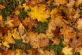 Autumn fallen leaves on the ground Royalty Free Stock Photo