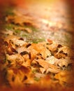 Autumn fallen leaves lit by the afternoon sun Royalty Free Stock Photo