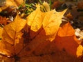 Autumn fallen leaves, maple leaves macro, fall Royalty Free Stock Photo