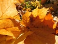 Autumn fallen leaves, maple leaves macro, fall Royalty Free Stock Photo