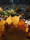 Autumn fallen leaves, maple leaves macro, fall Royalty Free Stock Photo