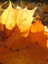 Autumn fallen leaves, maple leaves macro, fall Royalty Free Stock Photo