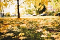 Autumn fallen leaves of a maple tree on the ground on the green grass in city park. fall foliage on the land. blurred cars on the Royalty Free Stock Photo