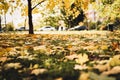 autumn fallen leaves of a maple tree on the ground on the green grass in city park. fall foliage on the land. blurred cars on the Royalty Free Stock Photo