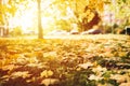 autumn fallen leaves of a maple tree on the ground on the green grass in city park. fall foliage on the land. blurred cars on the Royalty Free Stock Photo