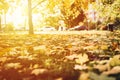 Autumn fallen leaves of a maple tree on the ground on the green grass in city park. fall foliage on the land. blurred cars on the Royalty Free Stock Photo