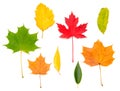 Autumn fallen leaves multi-colored on a white background isolated Royalty Free Stock Photo