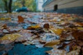 Autumn fallen leaves after rain